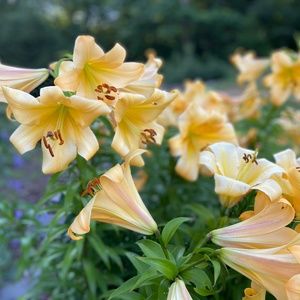 Meet your Posher, Alison